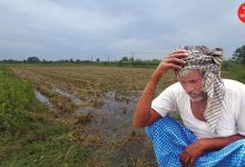 Heavy rains: Agriculture in 355 villages of Navsari district severely affected: Hope for government help
