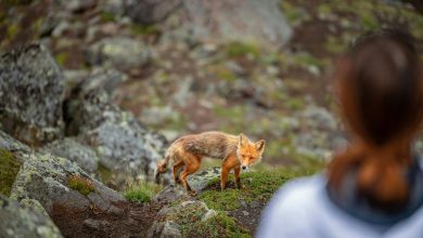 Fox Rescued from Water Tank in Thane