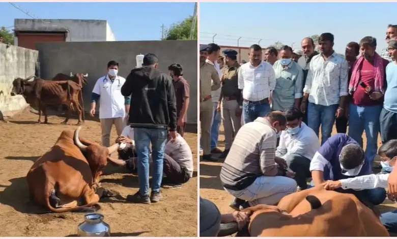 કોટડાસાંગાણીની ગૌશાળામાં ફૂડ પોઇઝનિંગનો કહેર, બે દિવસમાં 75 ગાયોનાં મોત