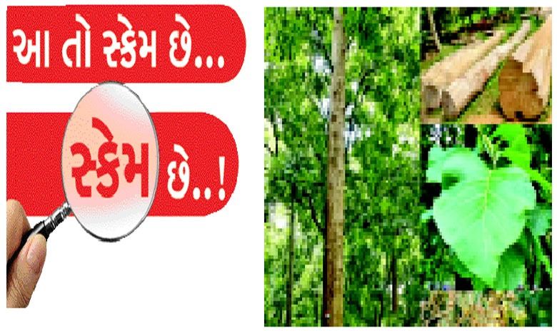 સાગના વૃક્ષે રાતા પાણીએ રડાવ્યા ને અમૂલ્ય બચત ડૂબાડી...