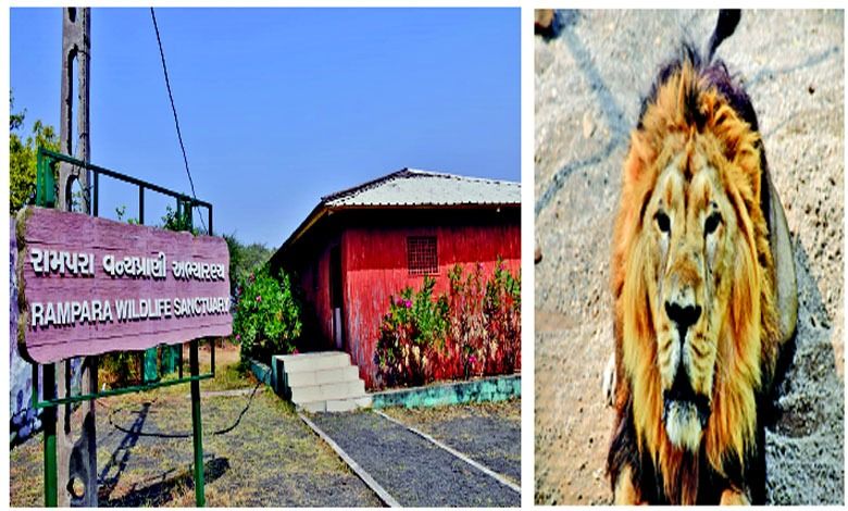 તસવીરની આરપારઃ રામપરા અભ્યારણ્યમાં સિંહનું સુરક્ષિત જીન-પૂલ...