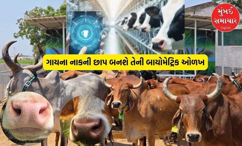 ગાયની નોઝ-પ્રિન્ટથી પશુપાલક પકડાશે, અમદાવાદમાં AI કેટલ આઈડી સિસ્ટમનું સફળ ડ્રાય રન