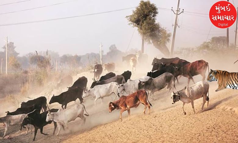 અમરેલી જિલ્લામાં જંગલી પશુના કારણે પશુધનના મારણના કિસ્સામાં કેટલું વળતર ચૂકવાયું?
