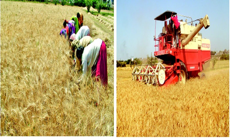 તસવીરની આરપારઃ ઘઉં અગત્યનો ધાન્ય વર્ગનો પાક