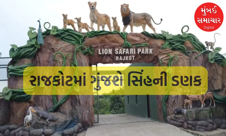 સિંહ દર્શન માટે ગીર, અમરેલી નહીં જવું પડે, રાજકોટમાં ટૂંક સમયમાં ખુલ્લો મુકાશે લાયન સફારી પાર્ક