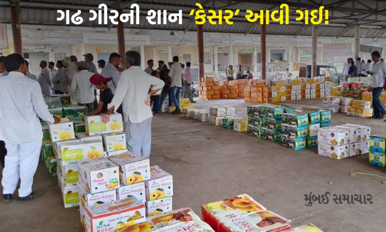 હવે કેસર કેરી મળશે મબલખઃ તાલાળા યાર્ડમાં આવ્યા દસ હજાર બોક્સ
