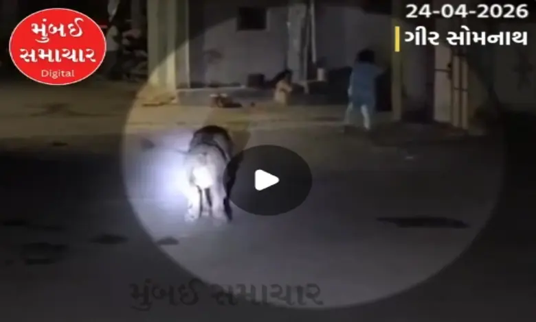 વિસાવદરમાં ફ્લેશલાઇટથી વિફર્યો સિંહ: મારણ છોડી કિશોરી પાછળ દોટ મૂકી, શ્વાનોએ જીવ બચાવ્યો