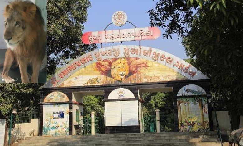 સુરતમાં આર્ય અને વસુધાની જોડી તૂટી, કિડનીની બીમારી સામે આર્ય જંગ હાર્યો