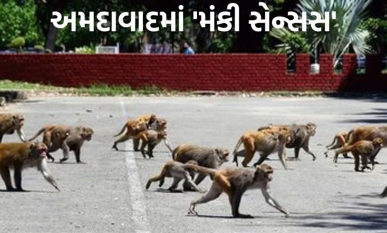 હવે વાંદરાઓની પણ થશે વસ્તી ગણતરી: અમદાવાદમાં વધતા હુમલા રોકવા વન વિભાગનો માસ્ટરપ્લાન