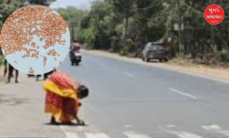 સોનું વેરાયું ચોકમાંઃ ઉમરગામના રસ્તાઓ પર લોકો સોનું ભેગું કરવા ઉમટી પડ્યા