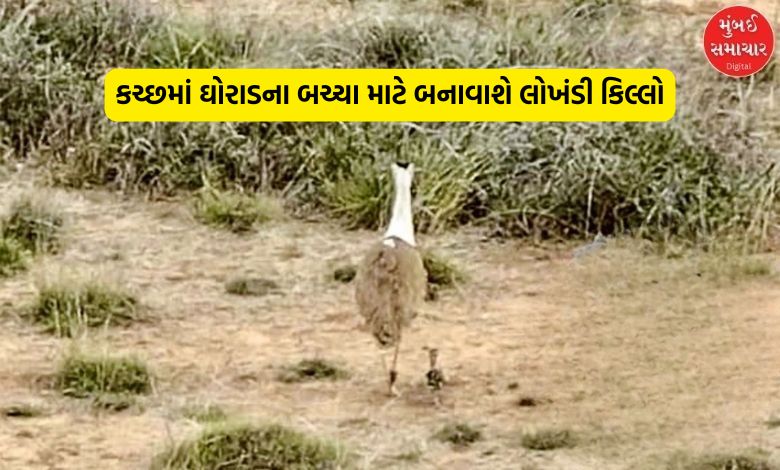 અબડાસાના ઘાસિયા મેદાનોમાં ફરી ગુંજશે ઘોરાડનો કલરવ, લુપ્તપ્રાય પ્રજાતિને બચાવવા વન વિભાગનો આવો છે પ્લાન