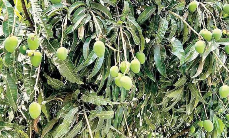 કચ્છની કેસર કેરી પર મોંઘવારીનું ગ્રહણ, 80% પાક નિષ્ફળ જતાં ભાવ આસમાને