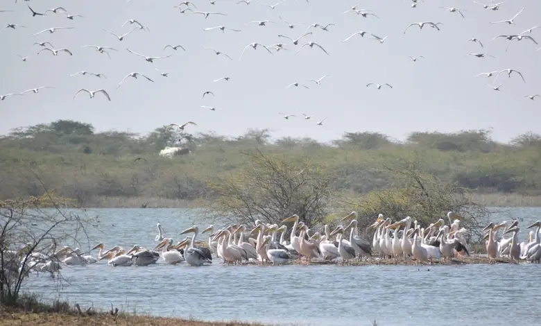 યાયાવર પક્ષીઓનું મનપસંદ સરનામું: એક વર્ષમાં ૩૫ લાખથી વધુ વિદેશી પક્ષીઓએ માણી ગુજરાતની મહેમાનગતિ