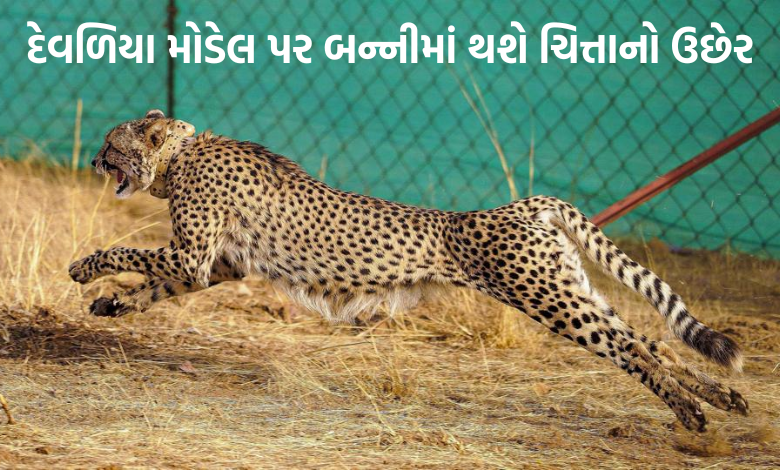 ગુજરાતમાં આવશે કેન્યાથી ચિત્તા, કચ્છનું 'બન્ની' બનશે નવું સરનામું