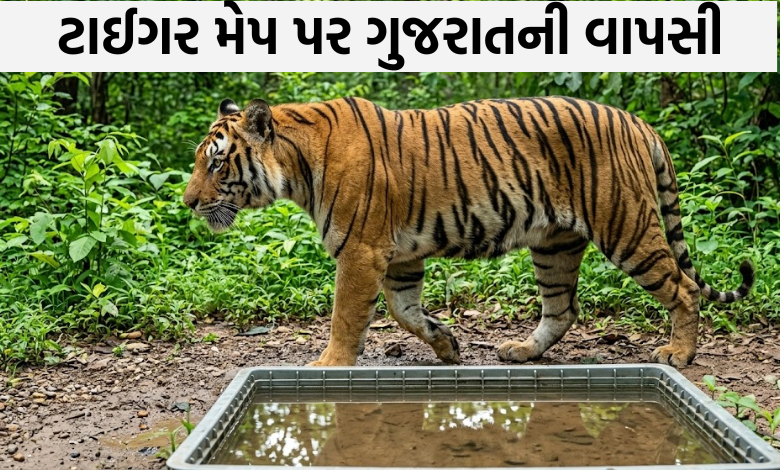 ગુજરાતના એકમાત્ર વાઘની ગણતરી માટે 500 વનકર્મી તૈનાત, 250 કેમેરા ટ્રેપનો કરાશે ઉપયોગ