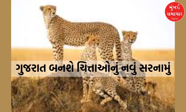કચ્છમાં થશે ચિત્તાની એન્ટ્રી: કુનોથી 3 ચિત્તા આવશે બન્નીના મહેમાન બનવા!