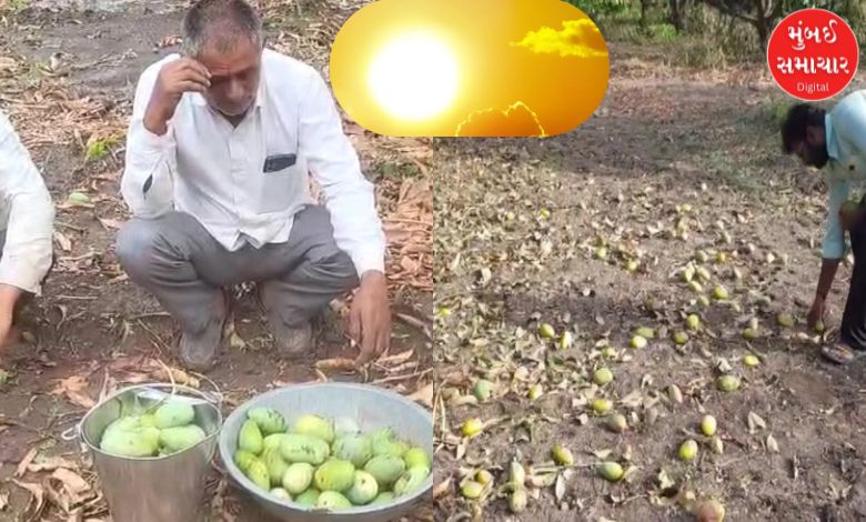 અંજાર-ગાંધીધામ ૪૩.૨ ડિગ્રીમાં શેકાયા, અસહ્ય ગરમીથી કેરીના પાકને મોટું નુકસાન