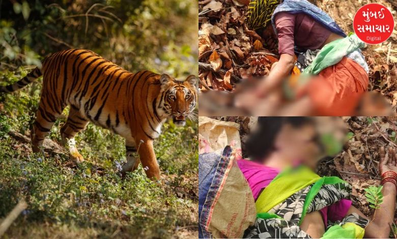 શોકિંગઃ ચંદ્રપુરમાં વાઘના હુમલામાં ચાર મહિલાના મોત
