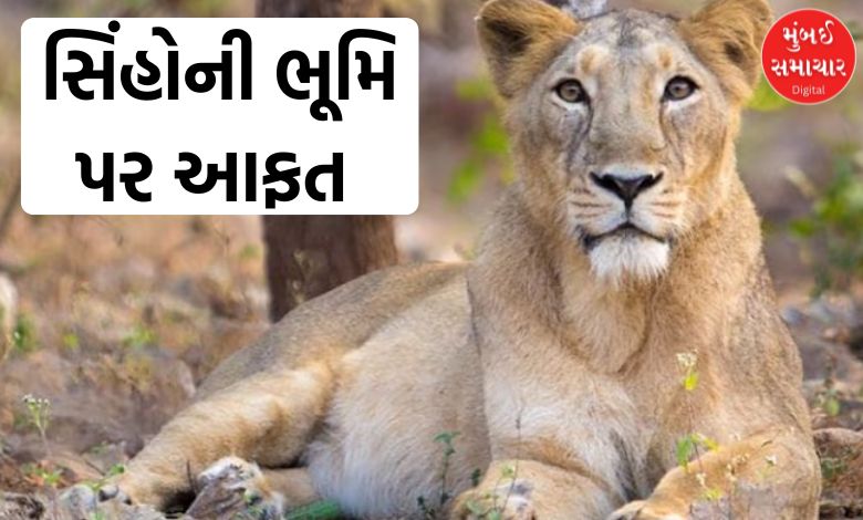 અમરેલીમાં સાવજ પર સંકટ, લોહી પીતી જીવાતે 8 સિંહનો ભોગ લેતા ફફડાટ