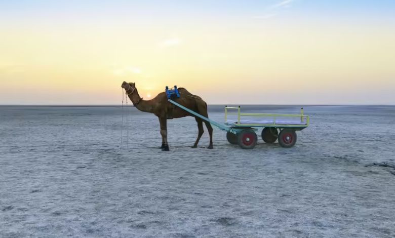 ઈંધણની અછત, મોંઘવારી અને કાળઝાળ ગરમીની બેવડી માર: કચ્છના પ્રવાસન સ્થળોએ પર્યટકોની સંખ્યામાં ધરખમ ઘટાડો
