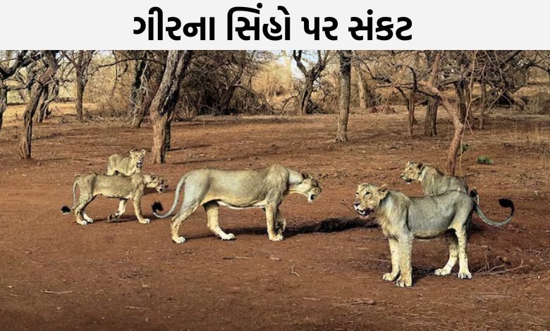ગીરના સિંહો પર બેવડો વાયરસ એટેક: સૌરાષ્ટ્રના 4 જિલ્લામાં રખડતા પશુ-કૂતરાની વધતી વસ્તીથી ચિંતા