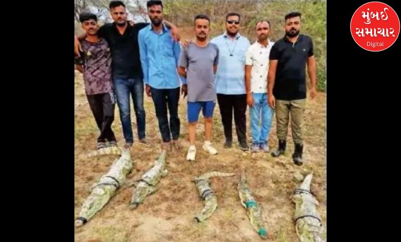 ડેમ સુકાતાં કાદવમાં ફસાયા 6 મગરો: કચ્છમાં જીવના જોખમે પાર પાડવામાં આવ્યું દિલધડક રેસ્ક્યુ ઓપરેશન