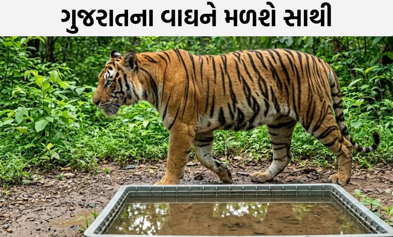 ગુજરાતના એકમાત્ર વાઘને મળશે સાથી: ચોમાસા પછી થશે ‘મેગા મિલન’!