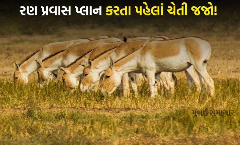 વન્યજીવ સંરક્ષણ માટે મહત્વનો નિર્ણય: કચ્છનું વિશ્વપ્રસિદ્ધ ઘુડખર અભયારણ્ય આજથી ચાર મહિના માટે પ્રવાસીઓ માટે બંધ