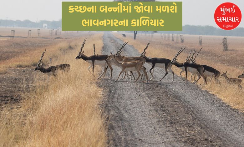 બન્નીના રણમાં દોડશે કાળિયાર: ચિત્તા પ્રોજેક્ટ માટે ભાવનગરથી 500 કાળિયારનું થશે સ્થળાંતર