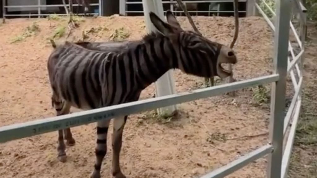 China Zoo Viral Video: ચીનના ઝૂમાં ગધેડાને કલર કરી ‘ઝેબ્રા’ બનાવાયો, વીડિયો વાઈરલ