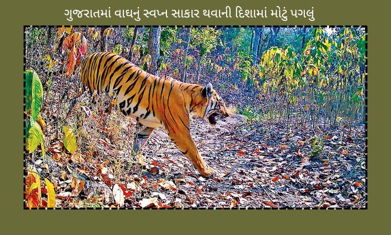 ગુજરાત-મધ્ય પ્રદેશ બોર્ડર વિસ્તારમાં 11 વાઘ રહી શકે છેઃ રતનમહાલની નેશનલ બોર્ડ ઓફ વા્ઈલ્ડલાઇફ ટીમે લીધી મુલાકાત