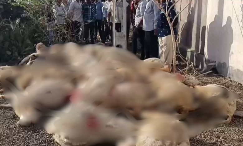 ગોંડલના સાજડીયાળીમાં PGVCL ની ઘોર બેદરકારી: વીજ કરંટ લાગવાથી 40 ઘેટાંના કરૂણ મોત