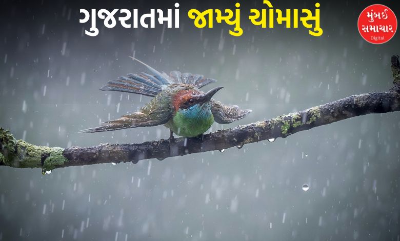 નવસારીમાં 5 ઇંચ, 24 કલાકમાં 75 તાલુકામાં વરસાદ; રાજ્યમાં આજે અહીં છે ભારે વરસાદની શક્યતા