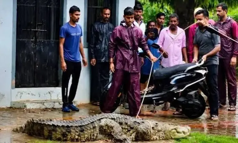 આણંદના સોજિત્રામાં મધરાતે બાથરૂમમાં ઘૂસ્યો 7 ફૂટ લાંબો મગ; વન વિભાગે ભારે જહેમત બાદ કર્યું રેસ્ક્યુ