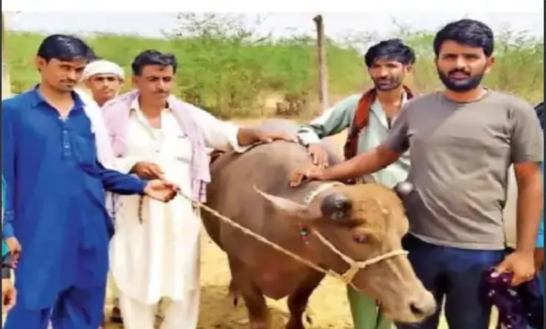 પશુપાલન ક્ષેત્રે ઐતિહાસિક સોદો: નખત્રાણાના લૈયારી ગામની ‘લાખેણી’ બન્ની નસલની ભેંસ રૂ.9 લાખમાં વેચાઈ