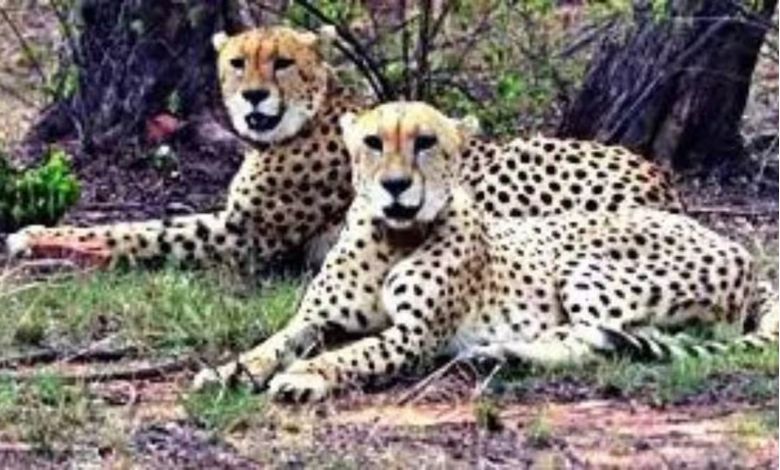 ગુજરાતના આ વિસ્તારમાં ચિત્તાઓને વસાવવાનો પ્રોજેક્ટ શરૂ, જાણો શું લેવાયું પહેલું કદમ ?