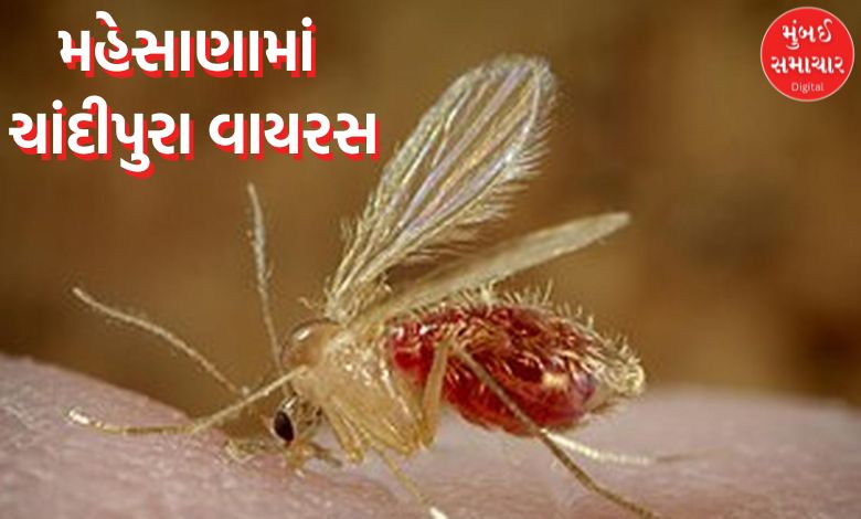 મહેસાણા જિલ્લામાં ચાંદીપુરા વાયરસનો આતંક, બાળકીનું મોત, ક્યા ગામમાં થયું મોત ?