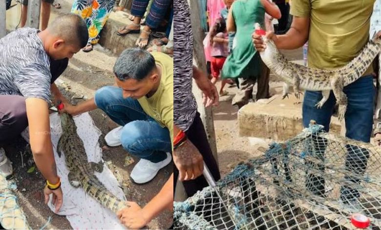 હવે સુરત શહેરની તાપી નદીમાં પણ મગર દેખાયો, લોકોને સાવધ રહેવા સૂચના