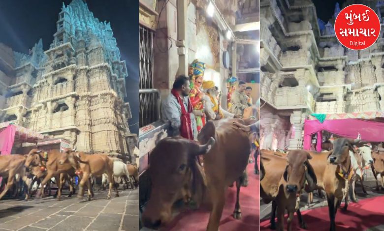 21 ગાયો પગપાળા ચાલીને કાળિયા ઠાકરના દર્શને દ્વારકા પહોંચી, ભક્તિ જોઈને લોકો થયા ભાવવિભોર, જુઓ Video