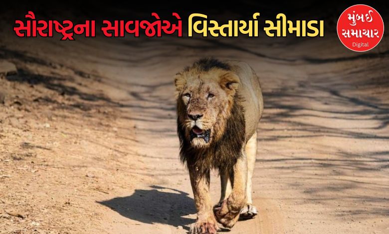 સૌરાષ્ટ્રમાં સિંહના વધુ એક કોરિડોરની થઈ ઓળખ, જાણો કયો છે વિસ્તાર