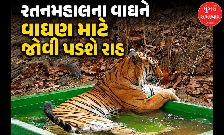 ગુજરાતના એક માત્ર વાઘનું વાઘણ સાથે મિલન લંબાયું, હવે ક્યારે થશે મેળાપ