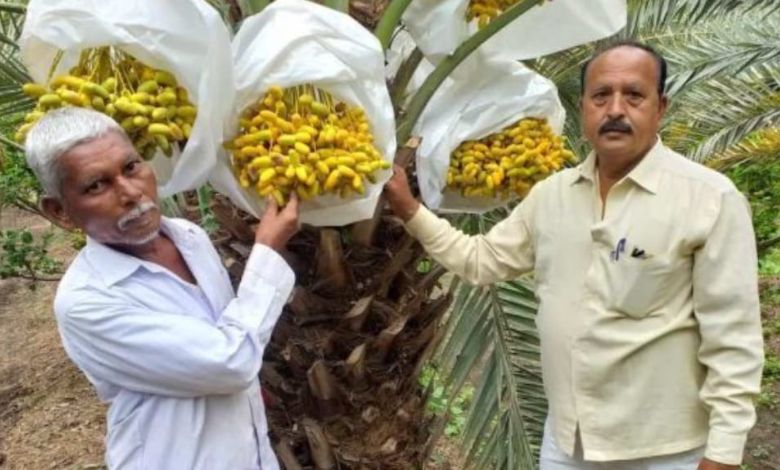 મુંબઈ, ગુજરાત સહિત દેશભરના બજારોમાં કચ્છી ખારેકની ભારે માંગ