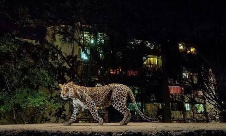 નખત્રાણાના ઐતિહાસિક રોહા કિલ્લામાં સંતાયેલા દીપડાએ પશુનું મારણ કર્યું, ગામમાં ભયનો માહોલ