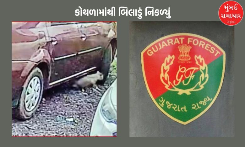 અમદાવાદના ઘુમામાં દીપડો દેખાયા મુદ્દે કોથળામાંથી બિલાડું નિકળ્યું, વન વિભાગે કરી શું સ્પષ્ટતા