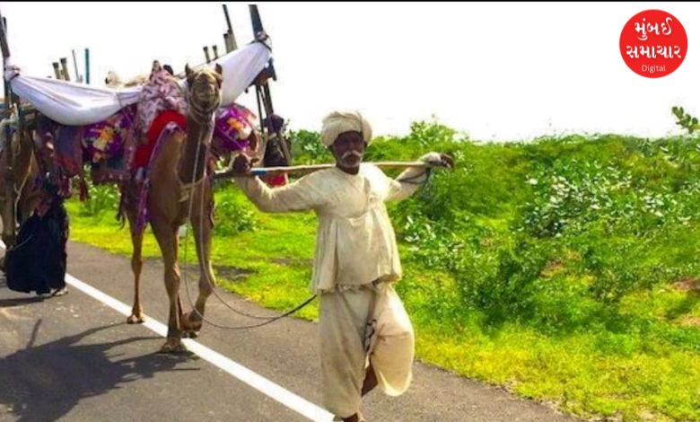 દુકાળના ઓછાયા વચ્ચે લખપત પંથકમાંથી માલધારીઓની હિજરત શરૂ