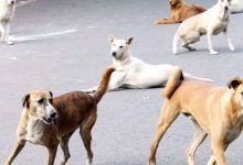Shocking: 14 stray dogs were killed and thrown into a drain