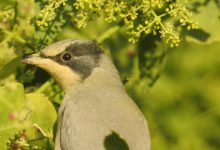 Kutch Hypocolius ampelinus bird become center of attraction for tourists Ramsar site Chhari-Dhandh wetland
