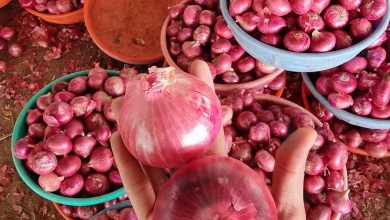 Farmers Saurashtra were forced to sell onions at free prices price of one kg was 4-5 rupees